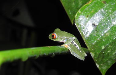 Red Eye Frog