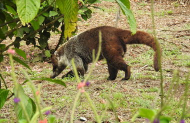 Coati