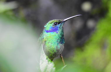 Hummingbird