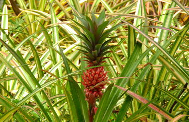 Pinapple growing