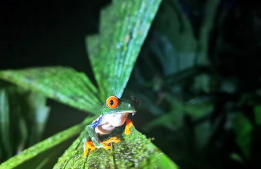 Red Eye Frog