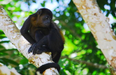 Monkey - Manuel Antonio National Park