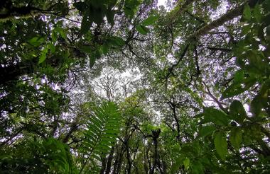Cloud Forest