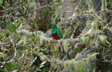 Quetzal 