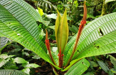 Monteverde Cloud Forest Reserve