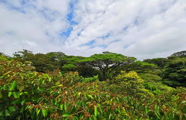 Monteverde Cloud Forest Reserve