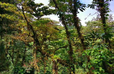 Monteverde Cloud Forest Reserve