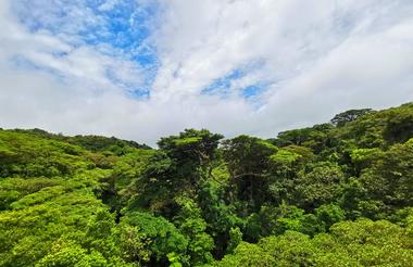 Monteverde Cloud Forest