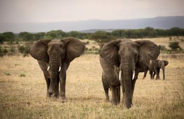 Asilia Adventures Basecamp - Herds of Elephant