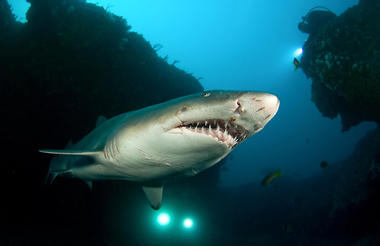 Raggedtooth shark