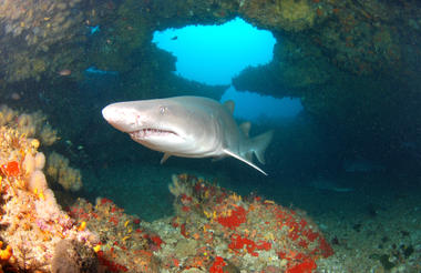 Raggedtooth shark