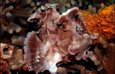 Paddle-flap scorpionfish