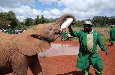 David Shelderick Elephant Orphanage