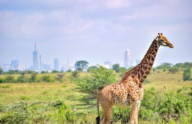 Nairobi nasjonalpark