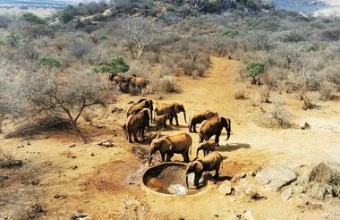 Elephants at waterhole - Kipalo Hills