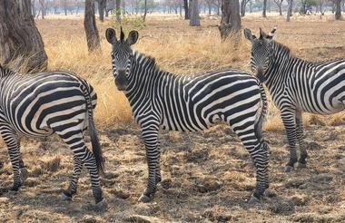 Walking safari South Luangwa 