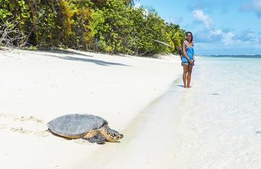 Turtle Tracking 