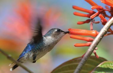 Bee Hummingbird