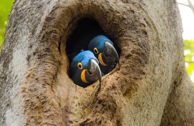 Hyacinth Macaw