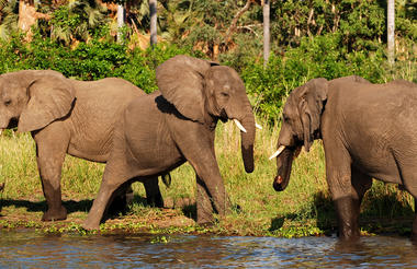 Elephant on Shire River