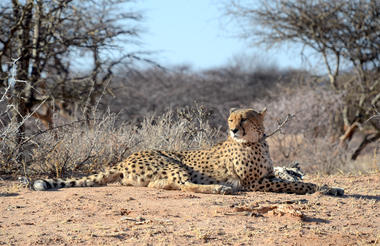 Cheetah tracking