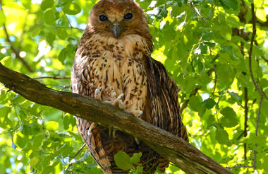 Pel's fishing owl