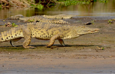 Nile Crocodile