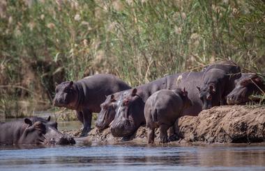 Hippo, Mana Pools