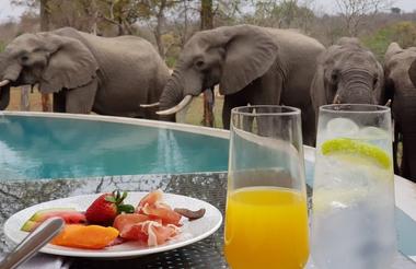 Elephants 6 feet from your breakfast table! 