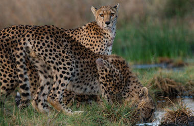 Eastern Serengeti cheetahs