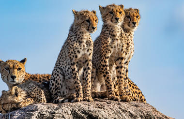 Female cheetah and her cubs