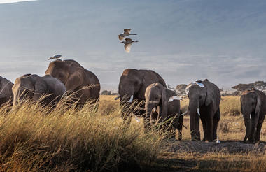 Arusha elephants