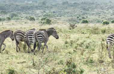 Dazzle of zebra in Arusha