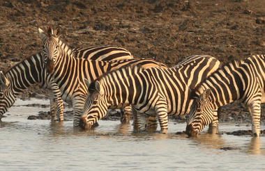 A dazzle of zebras