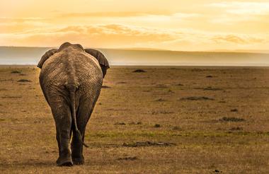 Nairobi National Park elephant