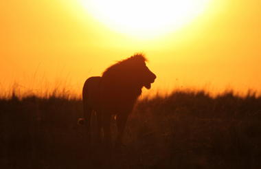 Nairobi National Park lion