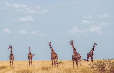 Giraffes