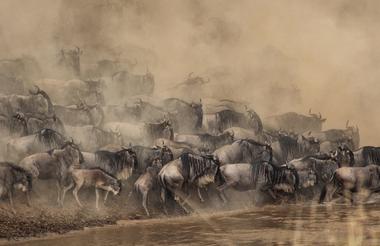 Great wildebeest migration in the Masai Mara