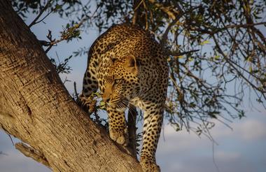 Mara leopard