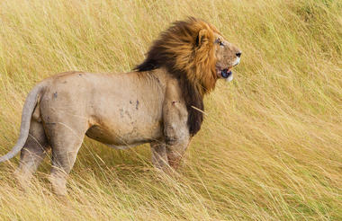 Mara lion