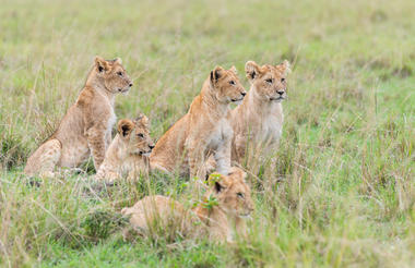 Lion cubs