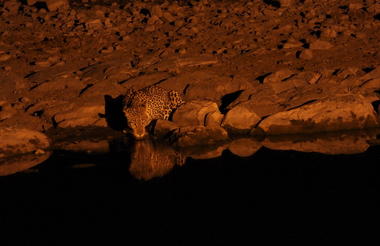Leopard at Halali Waterhole - Etosha National Park - March 2023