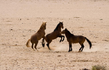 Wild Horses at Garub / Aus, Namibia