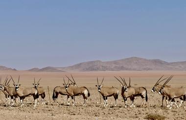 Oryx - Garub, Namibia
