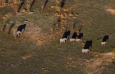 Botswana - Okavango Delta - Fly-In Safari
