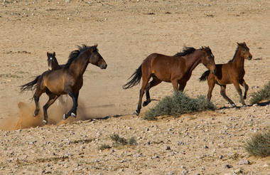 Wild Horses, Garub, Aus, Namibia