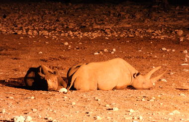 Rhino mother & youngster relaxing at Okaukuejo Waterhole - Etosha National Park