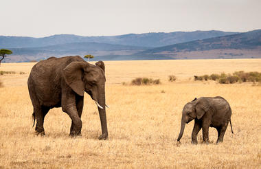 Elephants on the Masai Mara