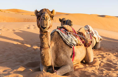 Wahiba sands - camel