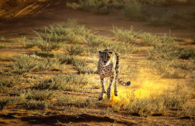 Cheetah Excursion with sundowner